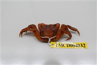 藏品(角額仿相手蟹)的圖片